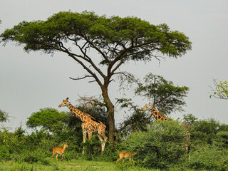 Rothschild giraffes in Murchison Falls National Park,Uganda