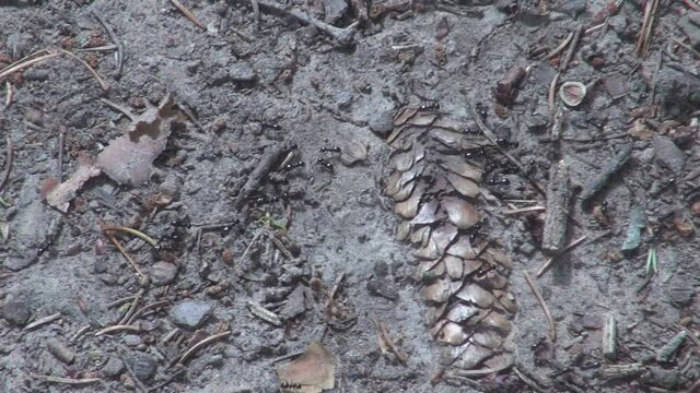 Gesch&auml;ftige Ameisenstra&szlig;e auf brauner Erde vermischt mit langen Tannenzapfen. Zeitlupenaufnahme und Nahaufnahme von wuseligen Insekten in der Natur. Ant route into the unknown. Wuselige Ameisen Haufen