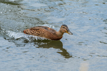 Immature Mallard (Anas platyrhynchos) in park