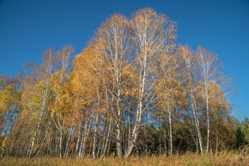 Autumn landscape. Yellow trees against the blue sky.