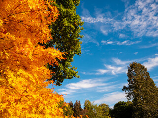 Bright orange, yellow and green autumnal trees, against bright blue sky with wispy clouds, at the 35 acre Savill Garden in Windsor Great Park, Surrey, UK 