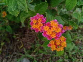 a flowering plant of Lantana camara that grows near the coast