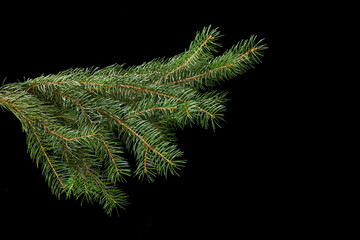 green fir branch isolated on black background, Christmas fir.