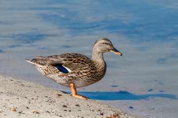 Mallard (Anas platyrhynchos) in Malibu Lagoon, California, USA
