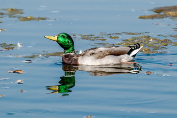 Obraz premium Mallard (Anas platyrhynchos) in Malibu Lagoon, California, USA