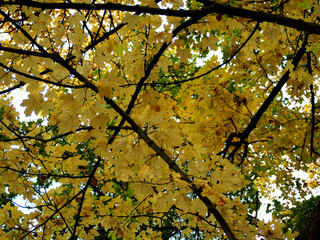tree branches with yellow leaves on an autumn day view from below