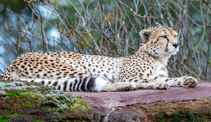 cheetah in the grass