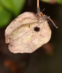 Close up brown dry leaf