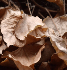 Close up dry brown leaves