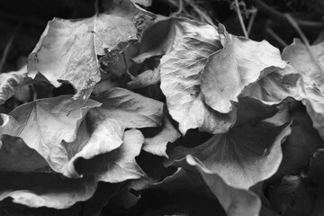 Close up black and white dry leaves