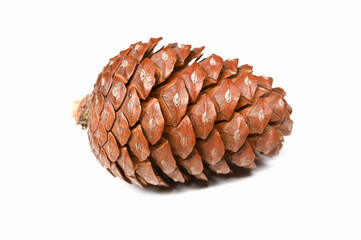 Spruce cone on white background