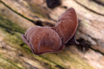 Close up brown fungus on log