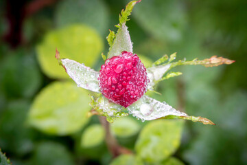 Rose Bud with drops of dew. Close up. Selective focus.