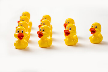 yellow ducklings in a row on a white background teamwork concept