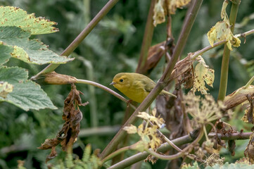 Wilson's Warbler (Wilsonia pusilla) female at Chowiet Island, Semidi Islands, Alaska, USA