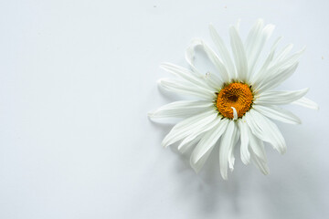 Obraz premium White chamomile on white background