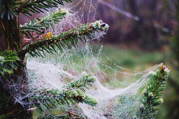 spider web with dew drops © Marcin