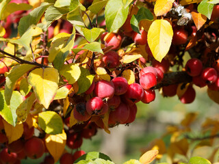 (Malus) Zierapfel oder Zierapfelbaum mit kleine herbstliche dekorative sattroten bis dunkelroten...