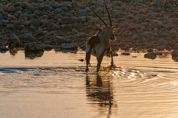 Oryx inside a waterhole in northern Namibia