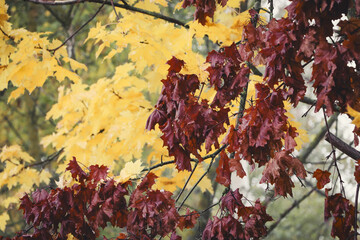 autumn leaves background