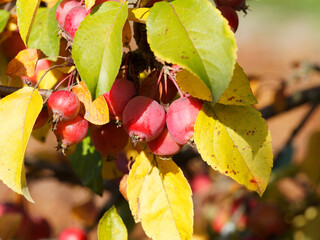 (Malus) Zierapfelbaum mit trauben von glänzenden und rötlichen kleinen Früchten mit leuchtend...