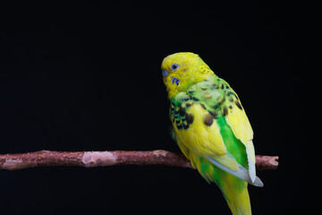 Yellow and green budgie, budgie sits on a wooden stick. Black background