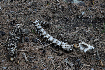 wild animal skeleton in the jungle