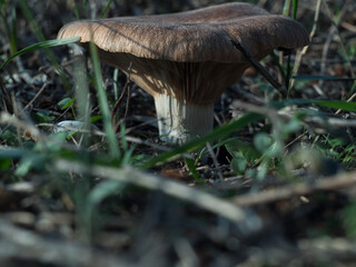 mushrooms in the forest
