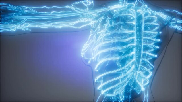 science anatomy scan of human blood vessels