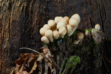 Lycoperdon perlatum, known as the common puffbal, wild growing mushroom. The fruit bodies are eatable
