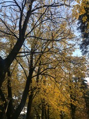 The changing colours of autumn