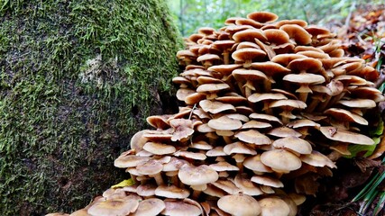 Pilze im herbstlichen Wald