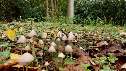 Pilze im herbstlichen Wald