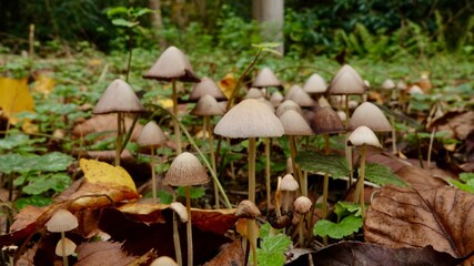 Pilze im herbstlichen Wald