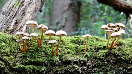 Pilze im herbstlichen Wald