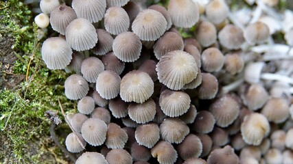 Pilze im herbstlichen Wald