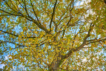 Herbstliche und bunte Blätter und blauer Himmel - schöne Stimmung