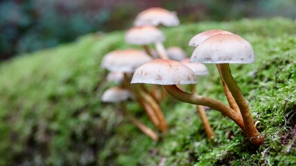 Pilze im herbstlichen Wald
