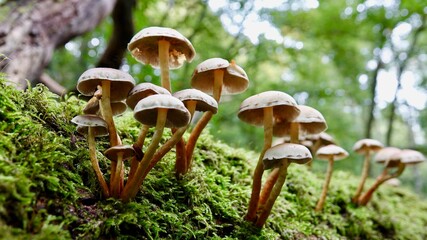 Pilze im herbstlichen Wald