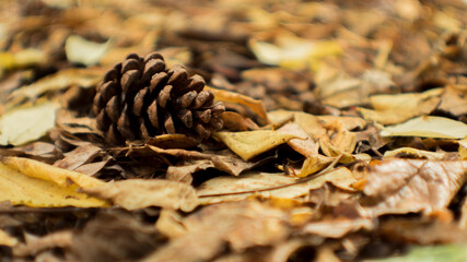 pine cone on the ground