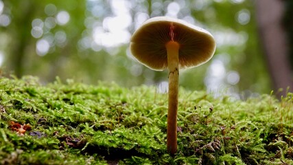 Pilze im herbstlichen Wald