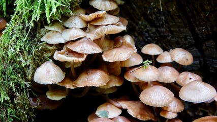 Pilze im herbstlichen Wald