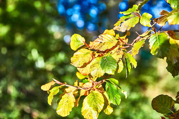 Herbstliche und bunte Blätter - schöne Stimmung