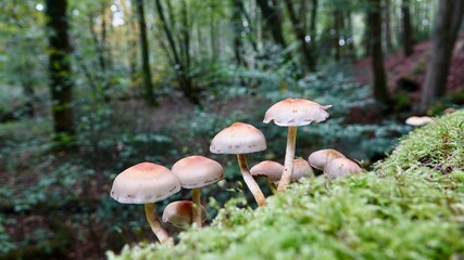 Pilze im herbstlichen Wald