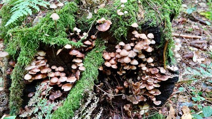 Pilze im herbstlichen Wald