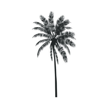 Palm tree icon. Tropical palm sign isolated on  white background. Detailed symbol. Vector illustration