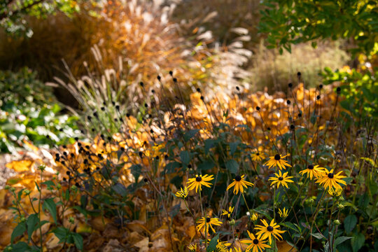 Herbst im Garten- Stauden und Gr&auml;ser leuchten in der Herbstsonne - Hintergrund Konzept Garten