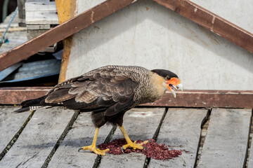 Southern Crested Caracara (Caracara plancus) in Ushuaia area, Land of Fire (Tierra del Fuego), Argentina