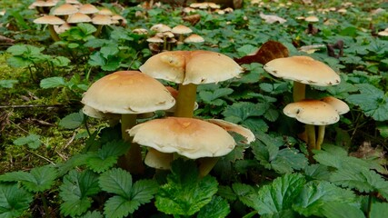 Pilze im herbstlichen Wald