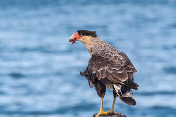 Southern Crested Caracara (Caracara plancus) in Ushuaia area, Land of Fire (Tierra del Fuego), Argentina